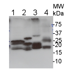 western blot using anti-Lhc1 antibodies